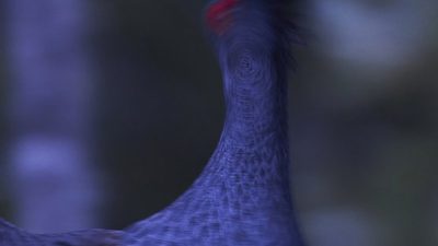 phoca_thumb_l_tiur_spill_lang_lukker_nett-_DSC6884