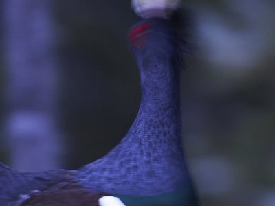 phoca_thumb_l_tiur_spill_lang_lukker_nett-_DSC6884