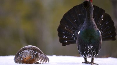 phoca_thumb_l_tiurleik_-1024_DSC1112