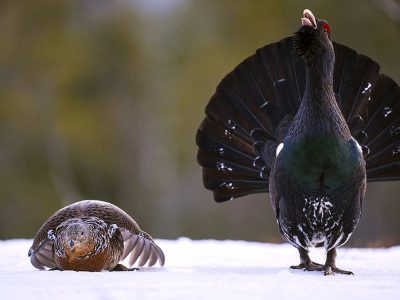 phoca_thumb_l_tiurleik_-1024_DSC1112