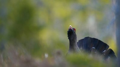 phoca_thumb_l_tiurleik_1024-_DSC1431