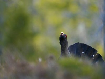 phoca_thumb_l_tiurleik_1024-_DSC1431