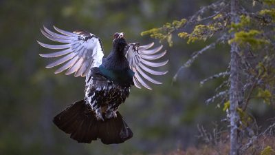 phoca_thumb_l_tiurleik_1024-_DSC1577