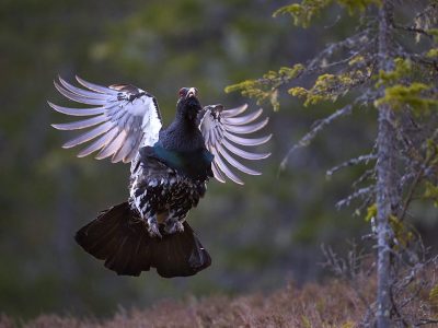 phoca_thumb_l_tiurleik_1024-_DSC1577