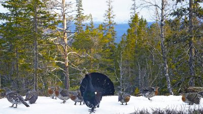 phoca_thumb_l_tiurleik_1024-_DSC8626