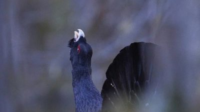 phoca_thumb_l_tiurleik_dus-nett_DSC0585