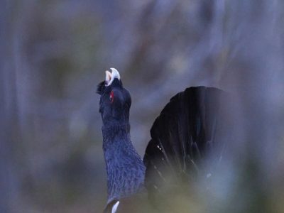 phoca_thumb_l_tiurleik_dus-nett_DSC0585