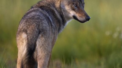 phoca_thumb_l_ulv_72-_DSC6240