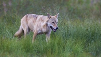 phoca_thumb_l_ulv_72-_DSC8087