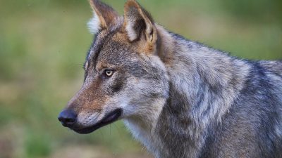 phoca_thumb_l_ulv_72-_DSC8374