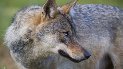 phoca_thumb_l_ulv_72-_DSC8387