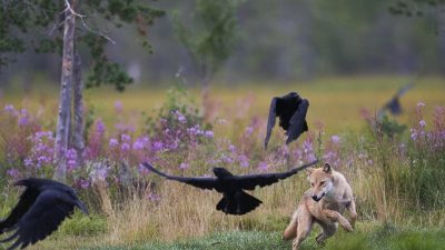 phoca_thumb_l_ulv_jager_ravn-