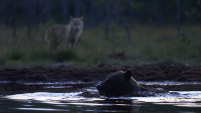 phoca_thumb_l_ulv_ser_pa_bjrn_bader_72-_DSC8434