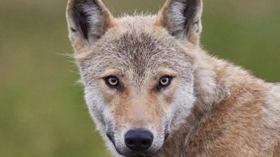 phoca_thumb_l_ulvportrett_Foto_Baard_Nss-