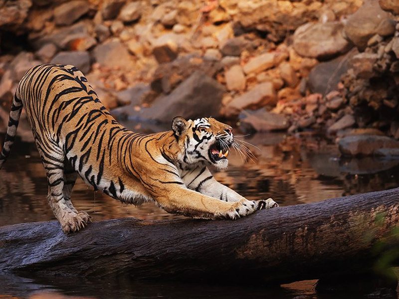 tiger
